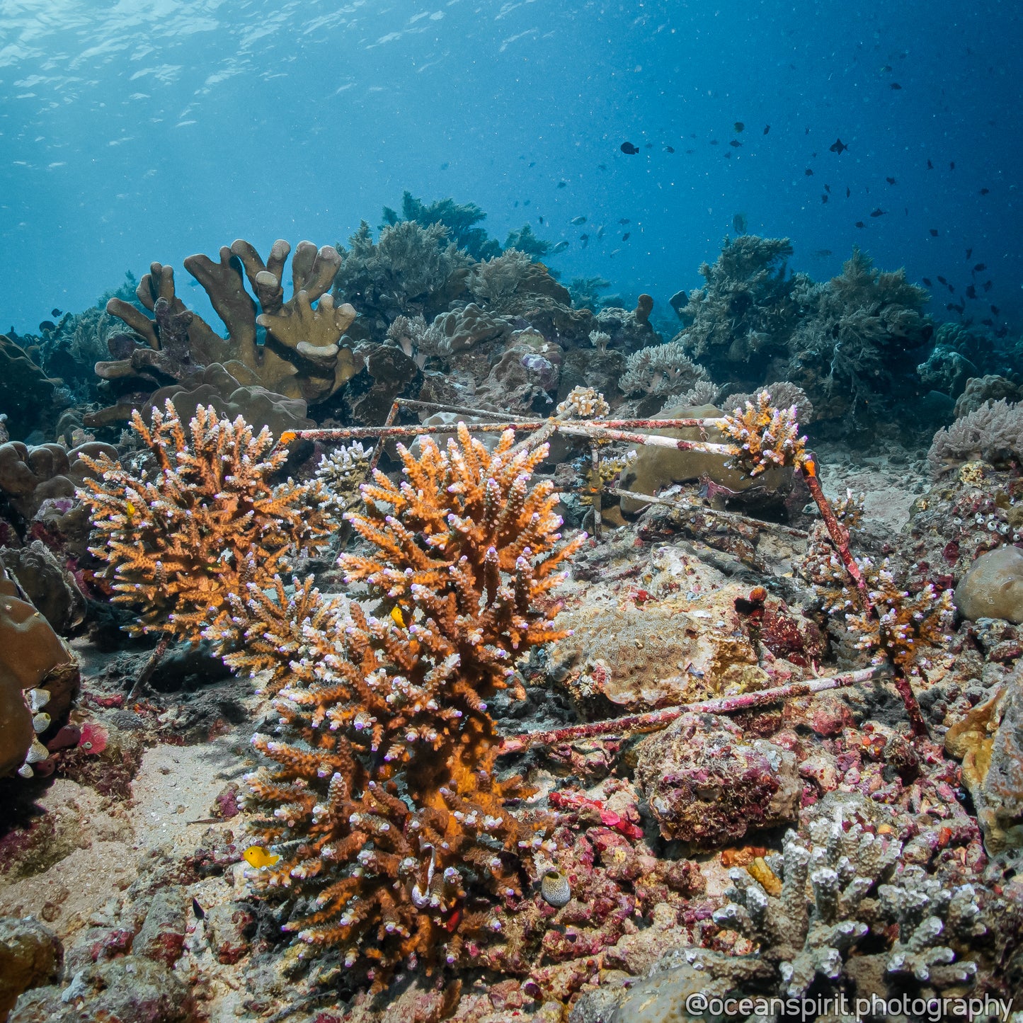 Gaia One Conservation Project - Digital Coral Certificate