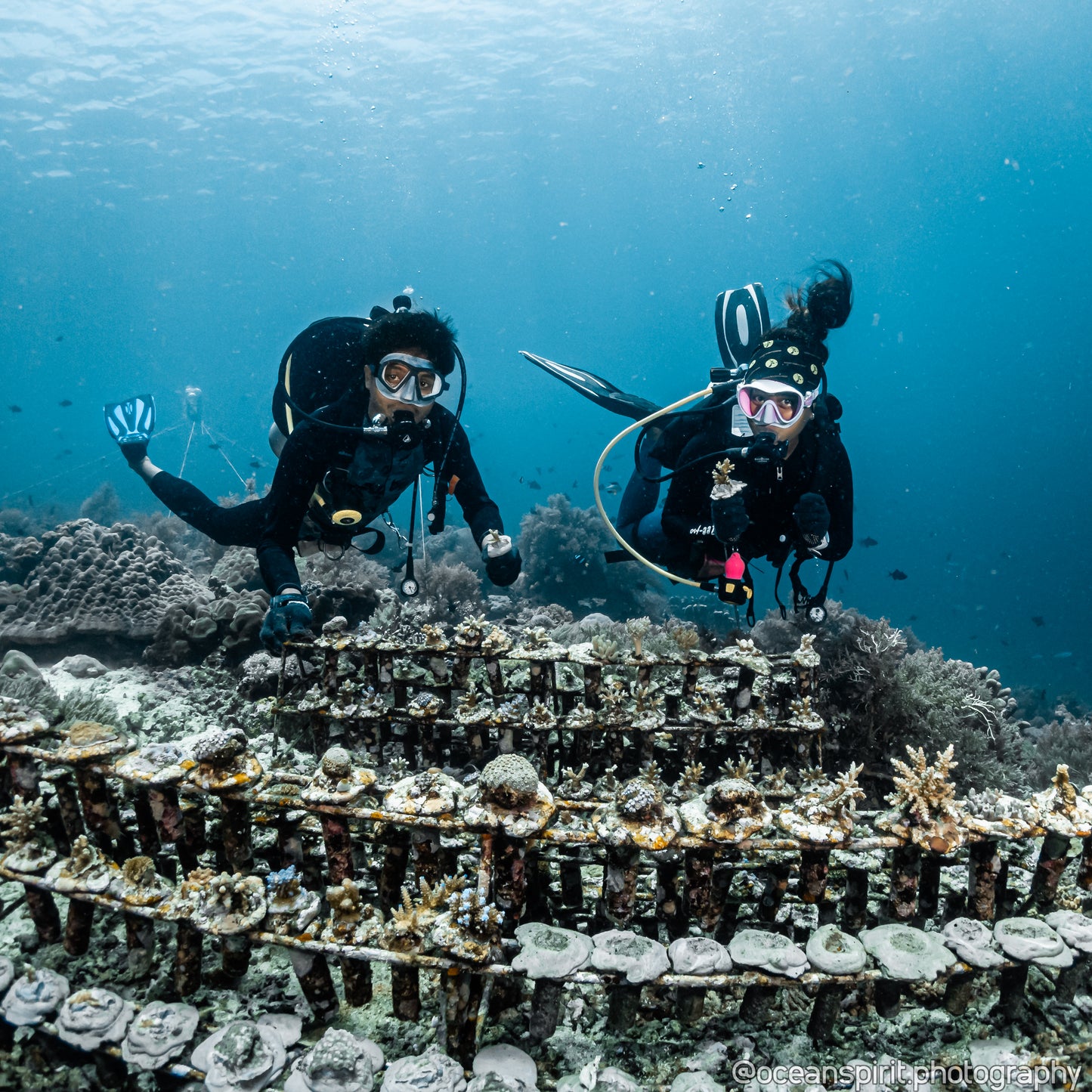 Gaia One Conservation Project - Digital Coral Certificate